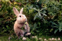 /album/fotogalereya-glavnaya-stranitsa/mushrooms-by-tahmahma-d5gngka-jpg/