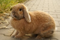 /album/fotogalereya-glavnaya-stranitsa/my-little-friend-by-photo-exile-d54t2cr-jpg/