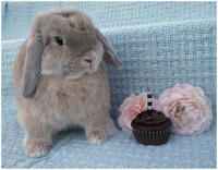 /album/fotogalereya-glavnaya-stranitsa/roses-cupcake-and-a-bunny-by-sidd-says-gimme-d56t72v-jpg/