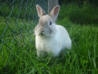 /album/fotogalereya-glavnaya-stranitsa/silver-by-hirotaka712-d4yqunj-jpg/